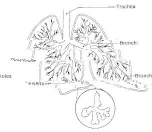 Lung Figure