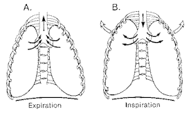 Thoracic Breathing