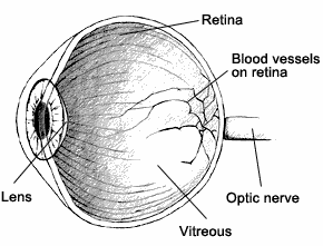Side view of the eye