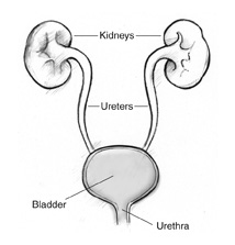 Drawing of the urinary tract with kidneys, ureters, bladder, and urethra labeled