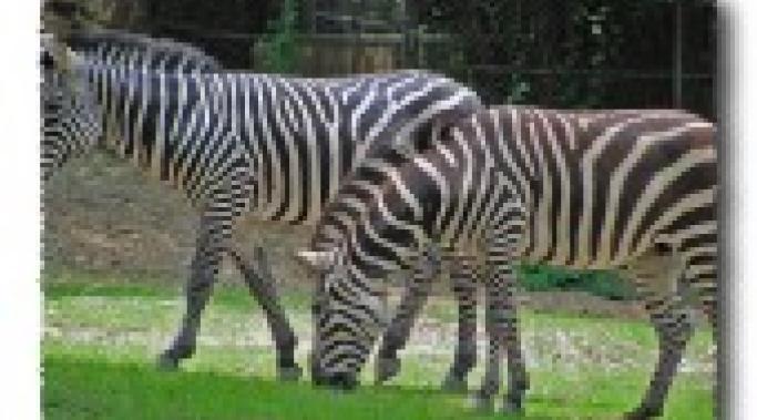 Zebras of a not so different stripe: &quot;No kidding, me too!&quot;