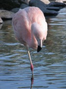 flamingo_treatinganxietyblog