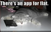 funny-pictures-cat-has-an-iphone
