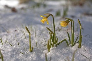 For depression, it's great that Spring is here. Fresh air and sunshine can help relieve depression, even if just for a little while. Learn