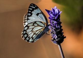 For those suffering from depression, help can be found in the exercises in the book "How To Be Sick: A Buddhist-Inspired Guide For The Chronically Ill And Their Caregivers"