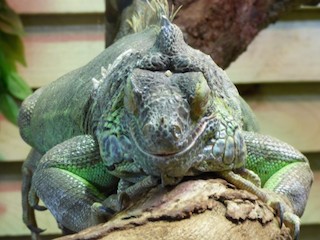 The reptilian brain may not work quite how scientists used to believe, but MacLean's triune brain model is still a helpful tool for understanding addiction. 